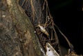 White Snail on Organic Decaying Matter