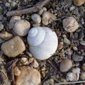 White Snail shell among pebbles