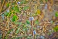 White snail shells on dry bentgrass Royalty Free Stock Photo