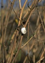 White snail sitting on the grass