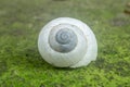 White Snail