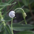 A white snail on the stem of a meadow flower with an unopened bud Royalty Free Stock Photo
