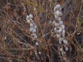 White snails climbing the branches