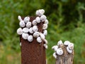 White snails on iron rusty post