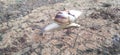 white snails walking on the cement stones