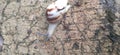 white snails walking on the cement stones