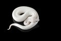 White snake ball royal python isolated on black background Royalty Free Stock Photo