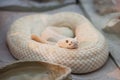 White snake in reptile zoo
