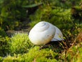 A white snake shell lightens in the sun Royalty Free Stock Photo