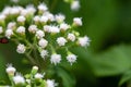 White snakeroot, Ageratina altissima Royalty Free Stock Photo