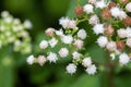 White snakeroot, Ageratina altissima Royalty Free Stock Photo
