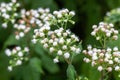 White snakeroot, Ageratina altissima Royalty Free Stock Photo
