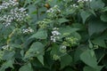 White snakeroot Ageratina altissima white flowers