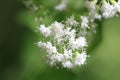 White Snakeroot Flower Royalty Free Stock Photo