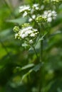 White snakeroot Royalty Free Stock Photo