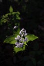 White Snakeroot Sunset Light Royalty Free Stock Photo