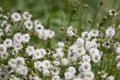 White snakeroot wildflowers Royalty Free Stock Photo