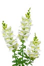 White Snapdragon