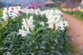White Snapdragon flower in the garden Royalty Free Stock Photo