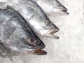 White snapper fish, raw fresh white snapper frozen in supermarket selective focus Royalty Free Stock Photo