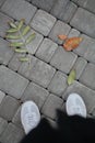white sneakers stand on gray asphalt with orange leaves