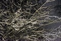 White snow on a bare tree branches on a frosty winter evening. Royalty Free Stock Photo