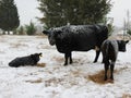 White snow, Black Cows