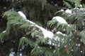 White snow on branches of Lawson cypress