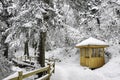 White snow cabin in pine forest