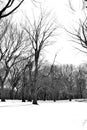 White snow in Central Park Royalty Free Stock Photo