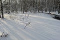 White snow coast forest river with shadows of trees in the early morning