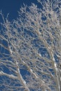 White snow covered aspen branches against a dark blue sky