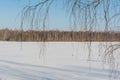 White snow-covered hilly field, on the horizon a group of dark trees against a background of snow and blue sky, a view through the Royalty Free Stock Photo