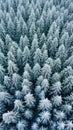 White snow covered fir forest top drone view