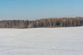 White snow-covered hilly field, on the horizon a group of dark trees against a background of snow and blue sky. Winter landscape Royalty Free Stock Photo