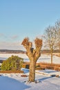 White snow covering garden on a winter day, with trimmed hedges and frosted tree branches against a clear, peaceful sky Royalty Free Stock Photo