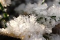 White snow crystals Royalty Free Stock Photo