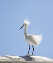 White snow egret on a background blue sky