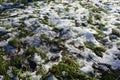 White snow and fallen leaves covering glade Royalty Free Stock Photo