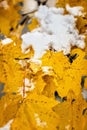 White snow fallen on yellow autumn leaves.