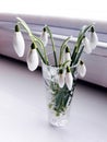 White snow flowers near window in vase.