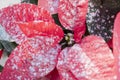 White snow glitter on red poinsettia for the Christmas holidays. Royalty Free Stock Photo