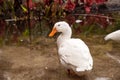 White snow goose Anser caerulescens wades in a pond