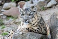 White snow leopard or Irbis (Panthera uncia) resting on a stone