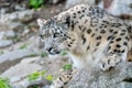 White snow leopard or Irbis (Panthera unciaWatching out and going for pray in Himalaya