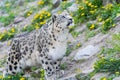 White snow leopard or Irbis (Panthera unciaWatching out and going for pray in Himalaya