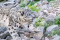 White snow leopard or Irbis (Panthera unciaWatching out and going for pray in Himalaya