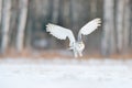 White Snow Owl Fly. Beautiful Fly Of Snowy Owl. Snowy Owl, Nyctea Scandiaca, Rare Bird Flying On The Sky. Winter Action Scene With