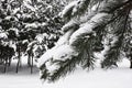 White snow on a pine branch in the winter forest Royalty Free Stock Photo