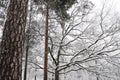 White snow on a pine branches in the winter forest Royalty Free Stock Photo
